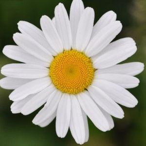 Meet your Posher, Laurie